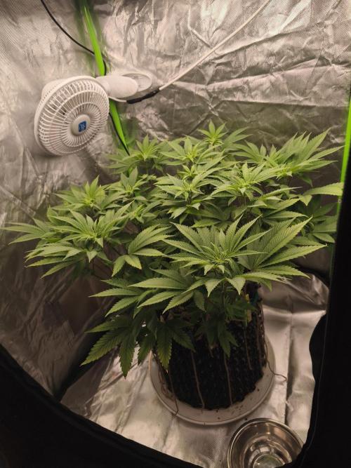 Gorilla melon 🦍🍈. Week 9