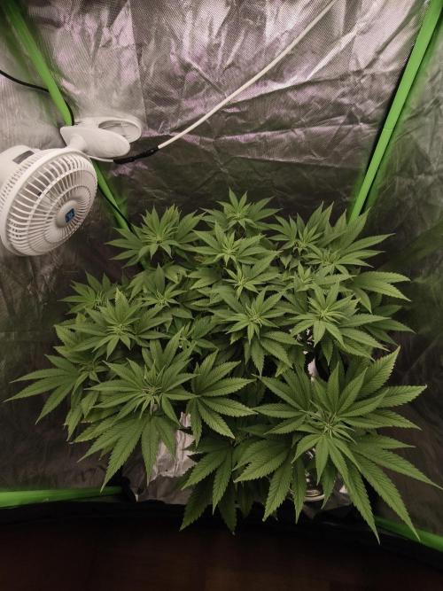 Gorilla melon 🦍🍈. Week 9