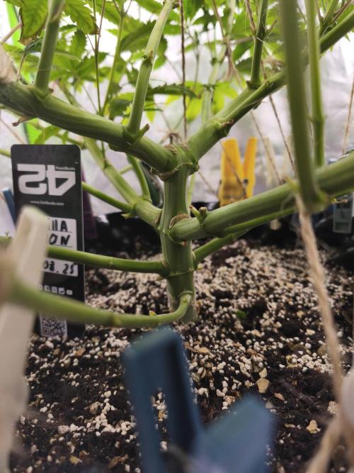 Gorilla melon 🦍🍈. Week 9