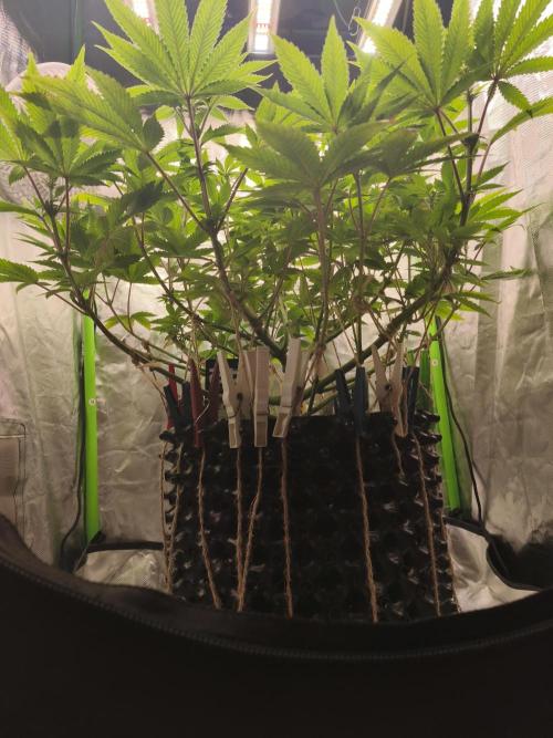 Gorilla melon 🦍🍈. Week 9