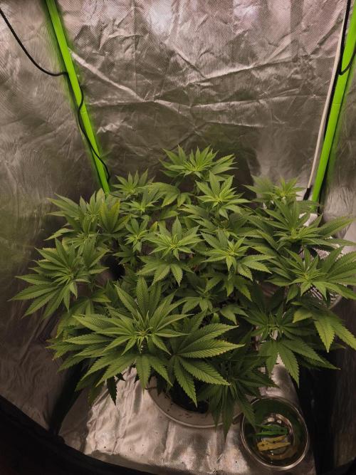 Gorilla melon 🦍🍈. Week 9