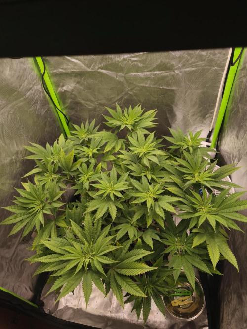 Gorilla melon 🦍🍈. Week 9