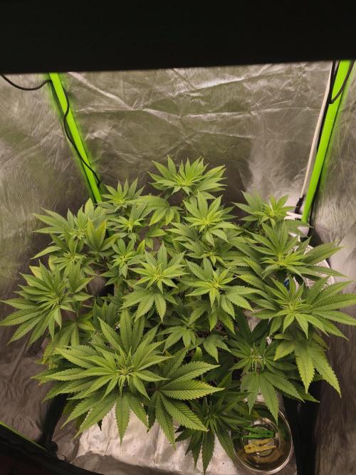 Gorilla melon 🦍🍈. Week 9