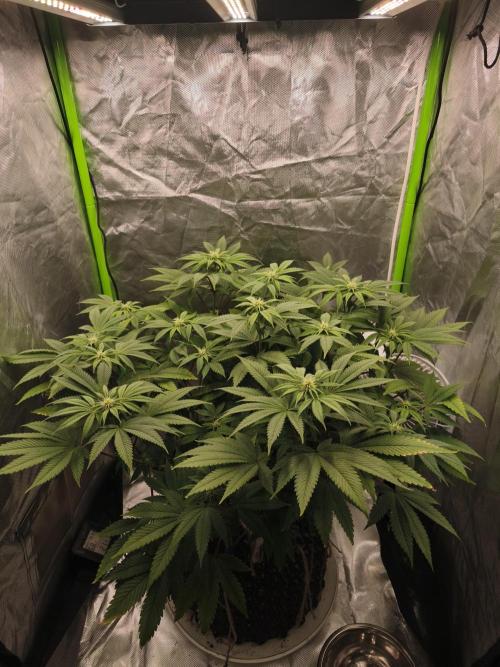 Gorilla melon 🦍🍈. Week 10