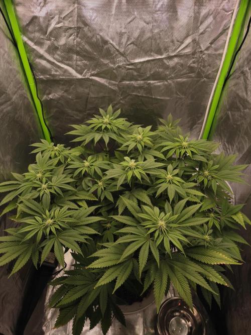 Gorilla melon 🦍🍈. Week 10