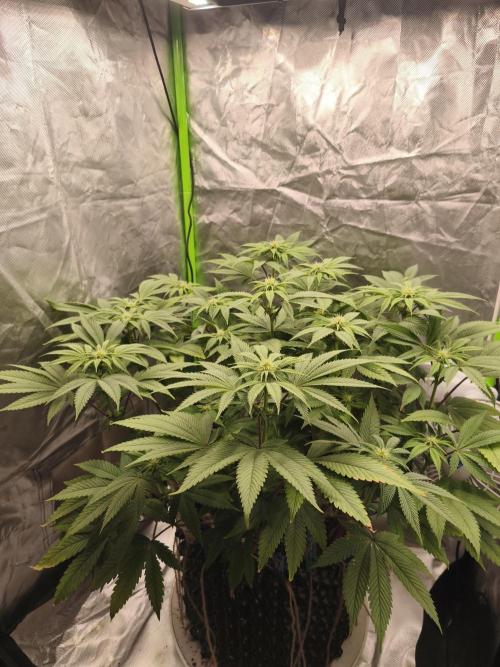 Gorilla melon 🦍🍈. Week 10