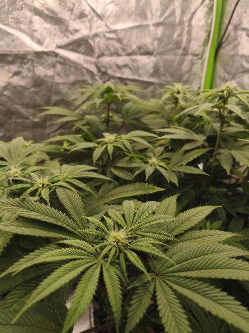 Gorilla melon 🦍🍈. Week 10