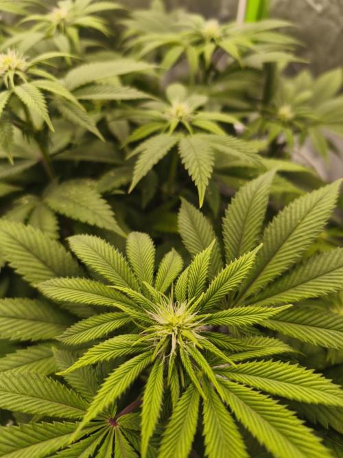 Gorilla melon 🦍🍈. Week 10