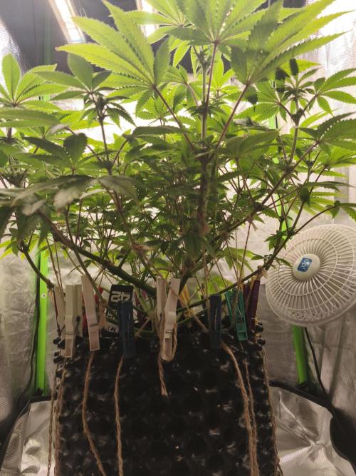 Gorilla melon 🦍🍈. Week 10