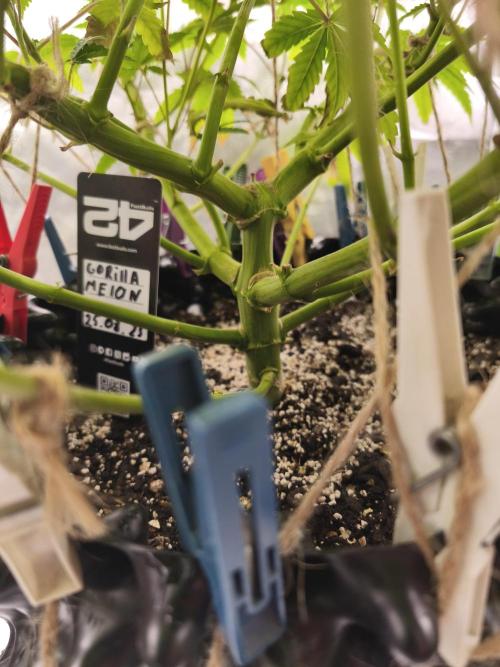 Gorilla melon 🦍🍈. Week 10