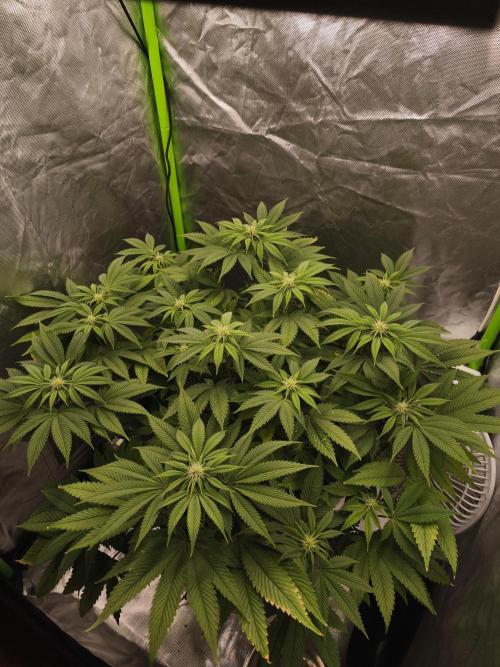 Gorilla melon 🦍🍈. Week 10