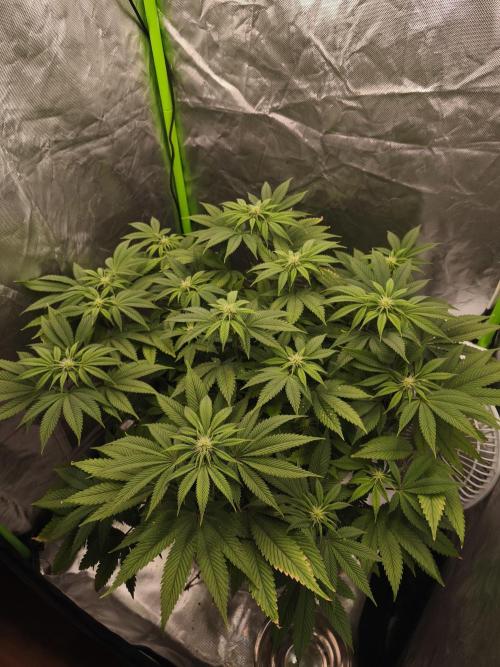 Gorilla melon 🦍🍈. Week 10