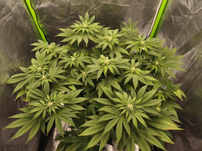 Gorilla melon 🦍🍈. Week 10