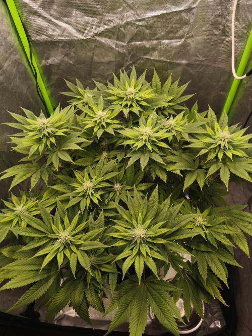 Gorilla melon 🦍🍈. Week 11