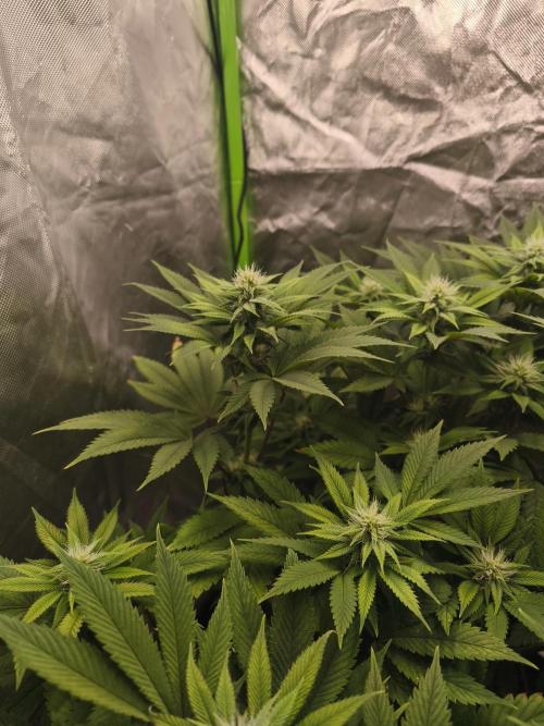 Gorilla melon 🦍🍈. Week 11