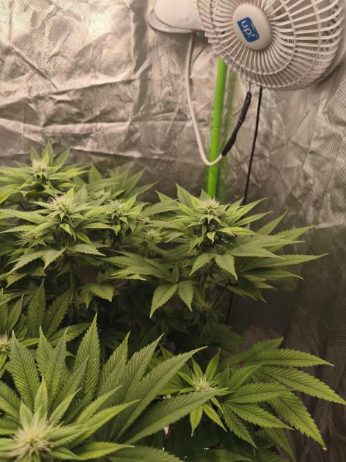 Gorilla melon 🦍🍈. Week 11