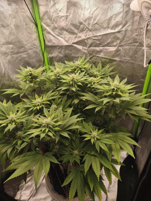 Gorilla melon 🦍🍈. Week 11