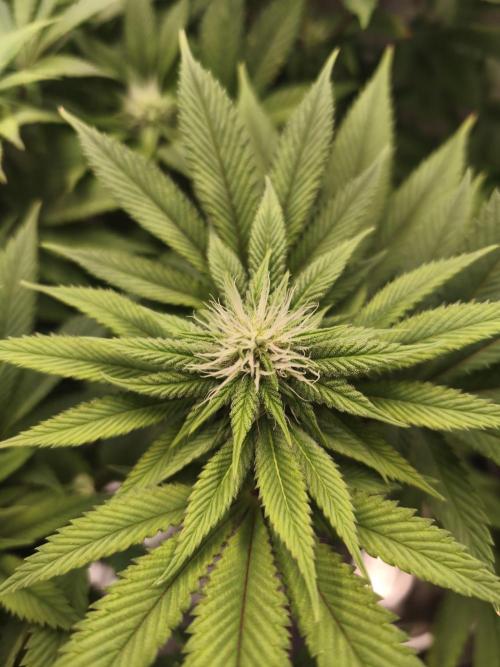 Gorilla melon 🦍🍈. Week 11