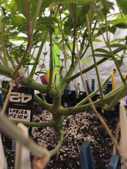 Gorilla melon 🦍🍈. Week 11