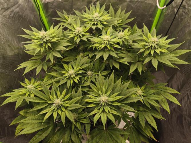 Gorilla melon 🦍🍈. Week 11