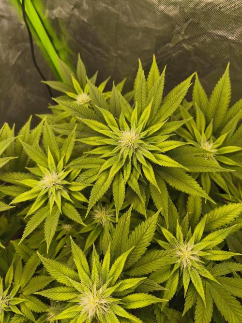 Gorilla melon 🦍🍈. Week 11