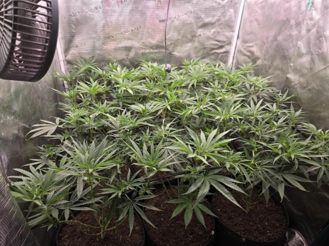 Sour Diesel Barneys Farm. Week 5