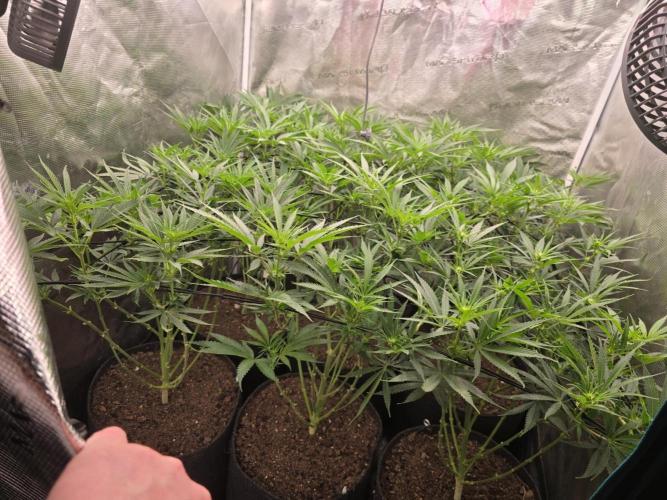 Sour Diesel Barneys Farm. Week 5