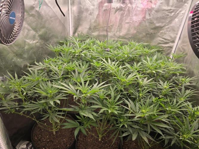 Sour Diesel Barneys Farm. Week 5