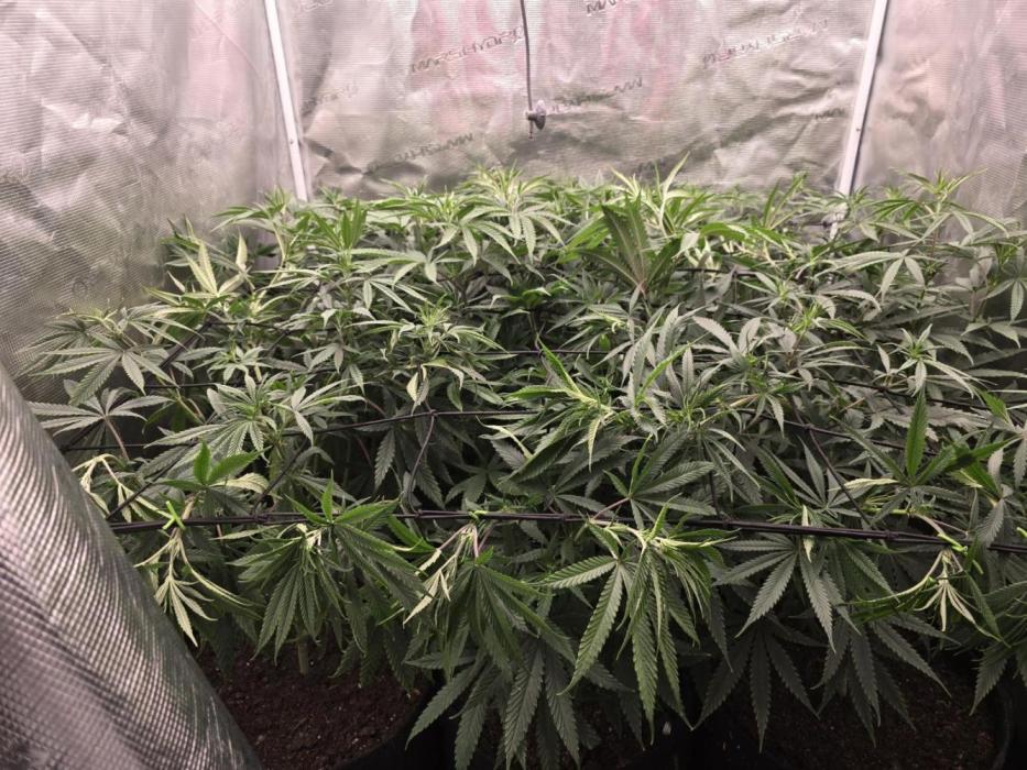 Sour Diesel Barneys Farm. Week 4