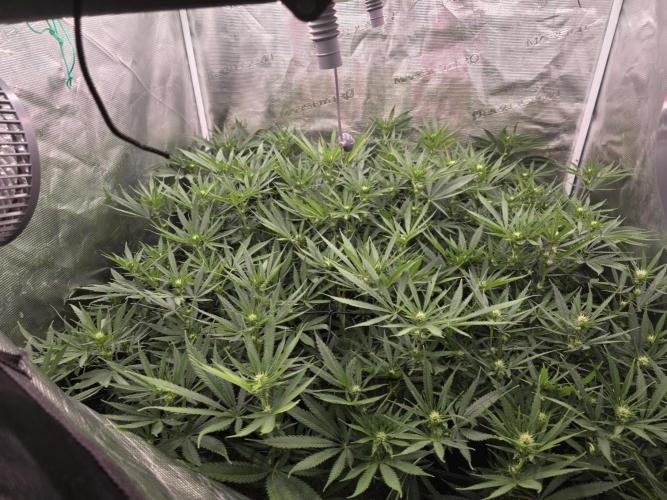 Sour Diesel Barneys Farm. Week 6