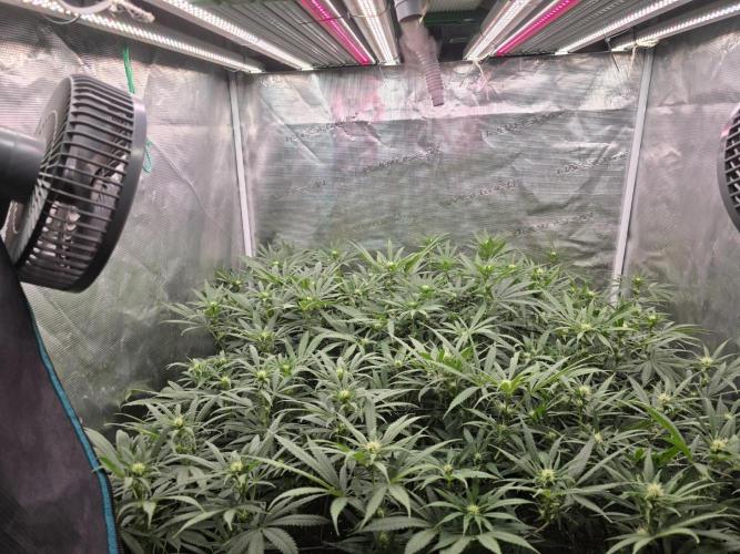 Sour Diesel Barneys Farm. Week 6
