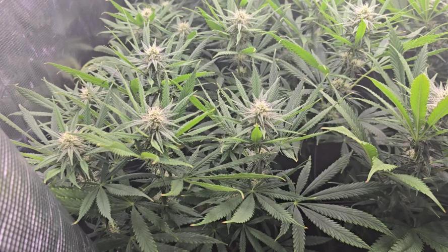 Sour Diesel Barneys Farm