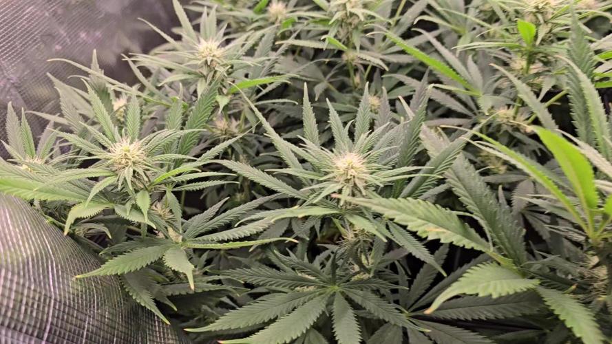 Sour Diesel Barneys Farm