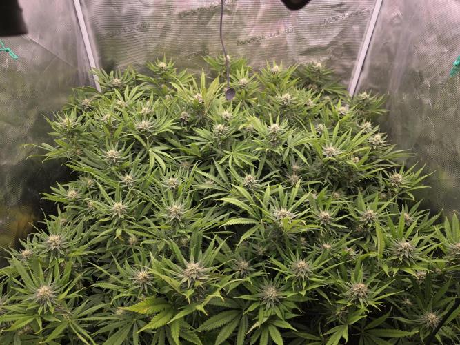 Sour Diesel Barneys Farm. Week 9