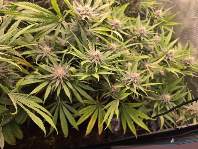 Sour Diesel Barneys Farm. Week 9
