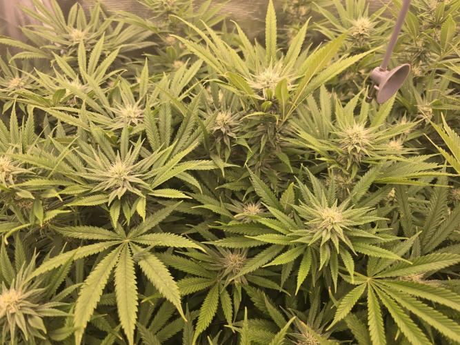 Sour Diesel Barneys Farm. Week 8