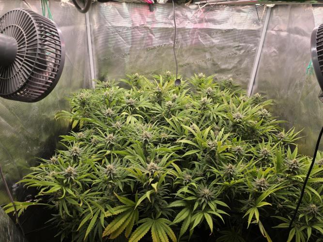 Sour Diesel Barneys Farm. Week 10