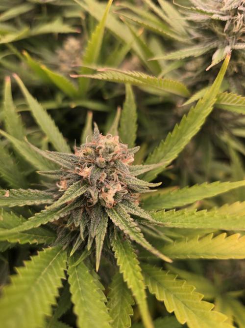 Sour Diesel Barneys Farm. Week 10