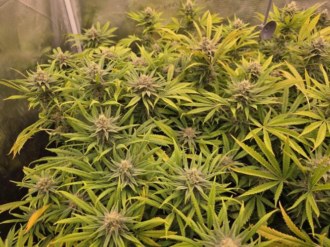 Sour Diesel Barneys Farm. Week 11