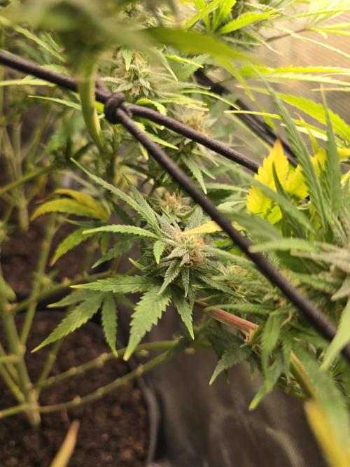 Sour Diesel Barneys Farm. Week 11