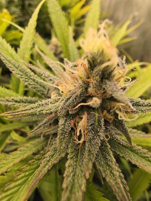 Sour Diesel Barneys Farm. Week 11