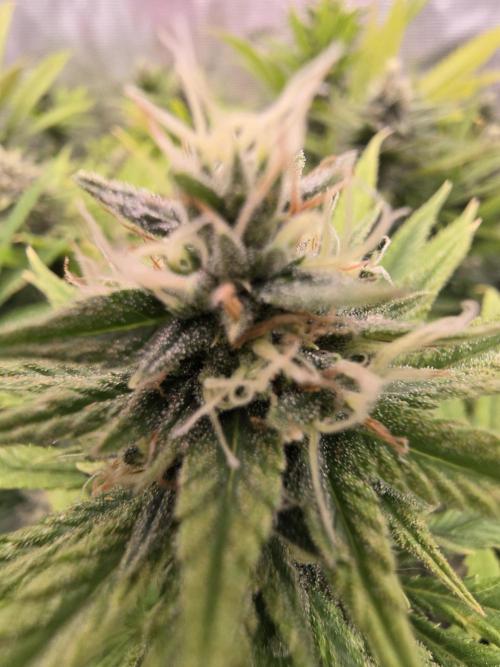 Sour Diesel Barneys Farm. Week 11
