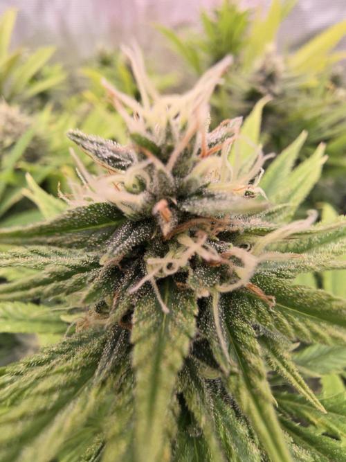 Sour Diesel Barneys Farm. Week 11