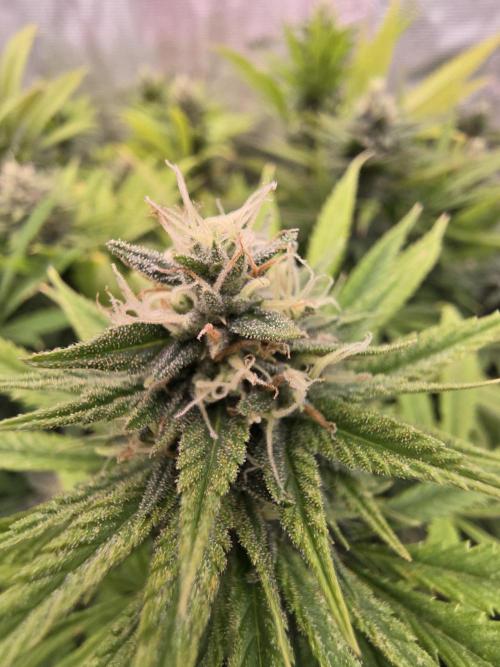 Sour Diesel Barneys Farm. Week 11