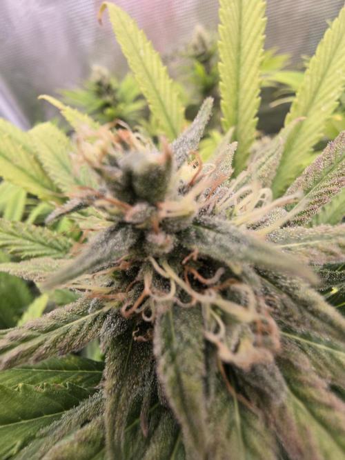 Sour Diesel Barneys Farm. Week 11
