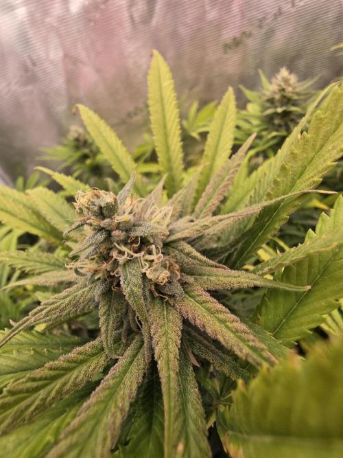 Sour Diesel Barneys Farm. Week 11