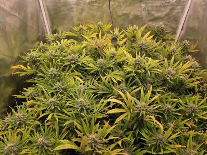 Sour Diesel Barneys Farm. Week 11