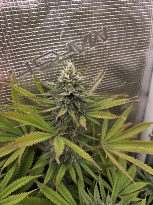 Sour Diesel Barneys Farm. Week 12