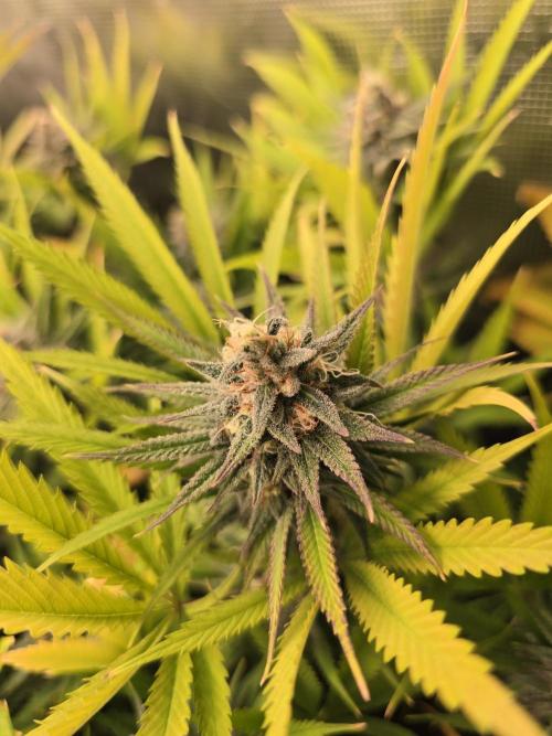 Sour Diesel Barneys Farm. Week 12