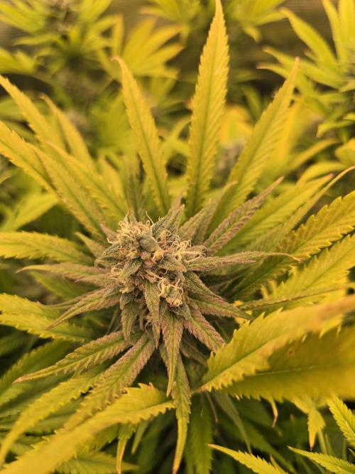 Sour Diesel Barneys Farm. Week 12